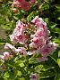 Phlox Papageno